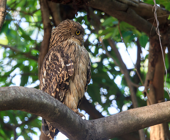 Brown Fish Owl