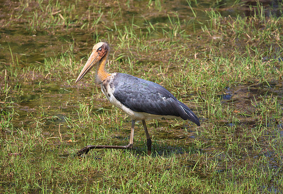 Lesser Adjutant