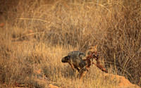 Golden Jackal