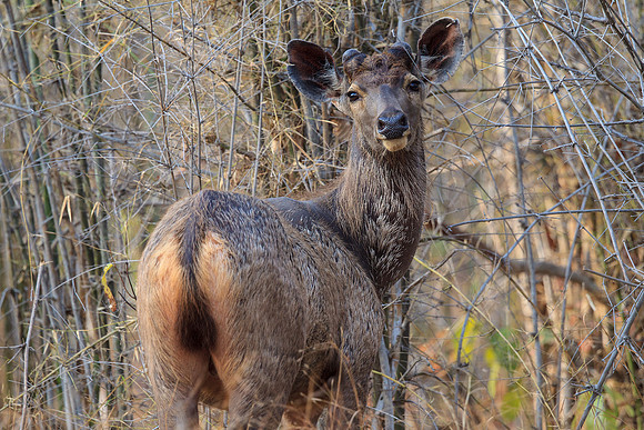 Sambar Deer