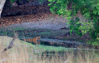 Male Bengal Tiger