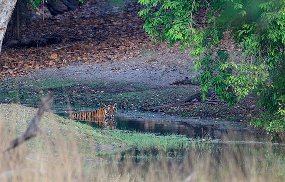 Male Bengal Tiger