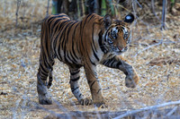Male Tiger Cub