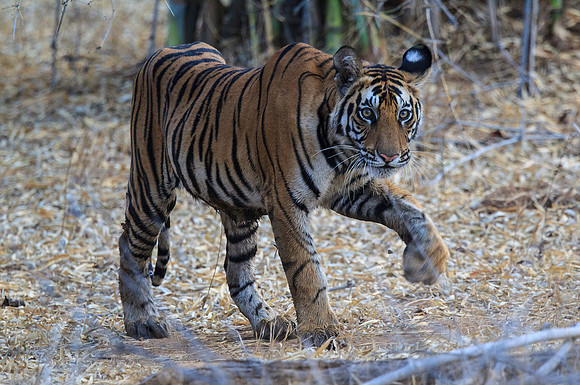 Male Tiger Cub