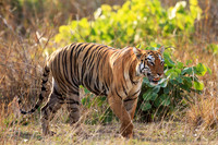Bengal Tiger Walking