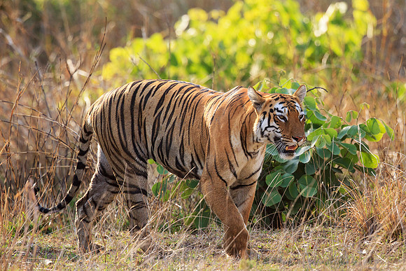 Bengal Tiger Walking