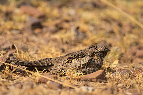 Indian Nightjar