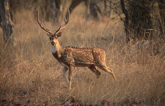 Spotted Deer