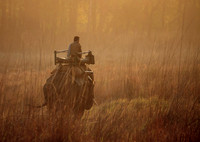 Mahout Riding  Elephant