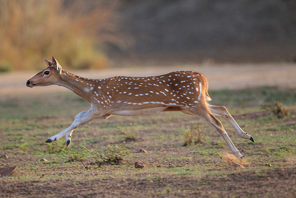 Spotted Deer Running
