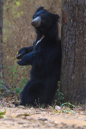 Sloth Bear Scratching Back