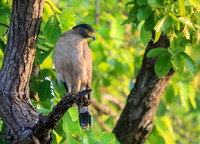Crested Serpent Eagle