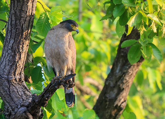 Crested Serpent Eagle