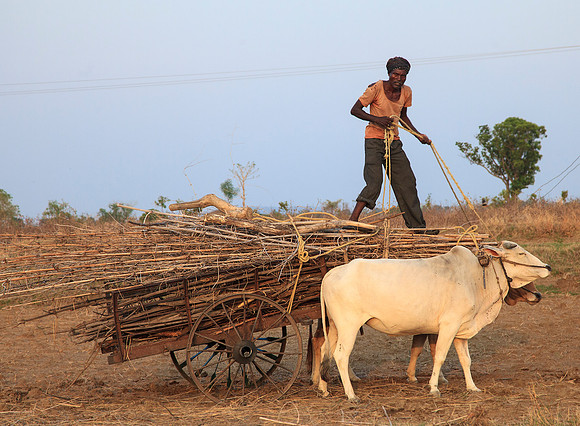 Man with Ox Cart and Firewood
