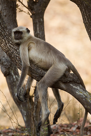 Indian Langur Relaxing