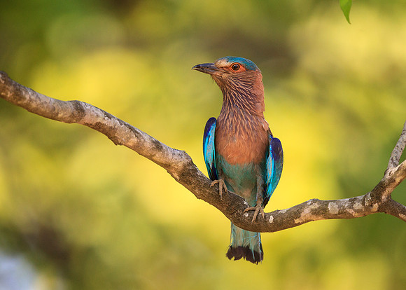 Indian Roller Perched