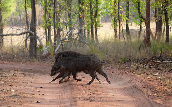 Wild Boar Running Across the Road