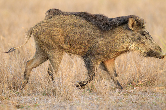 Wild Boar Running