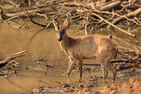 Barking Deer