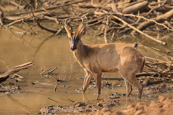 Barking Deer