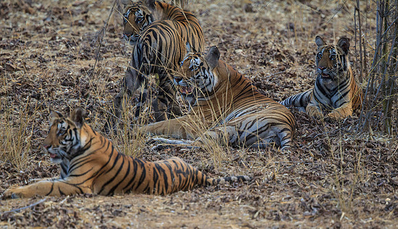 Bengal Tigress and Cubs