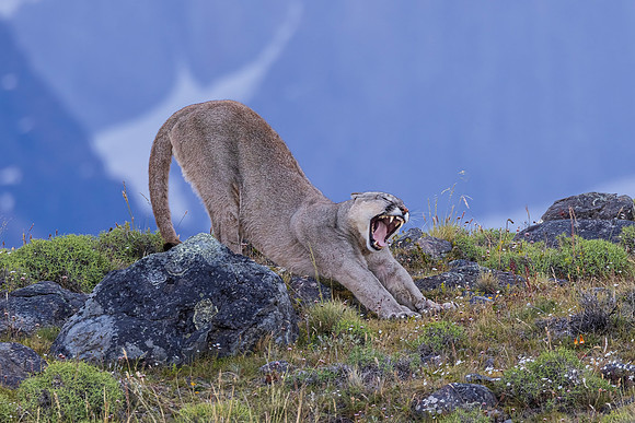 Puma Stretch