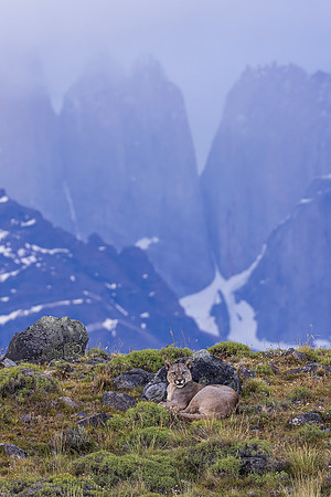 Puma Resting