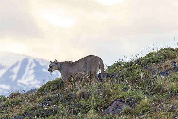 Puma Scans the Hillside
