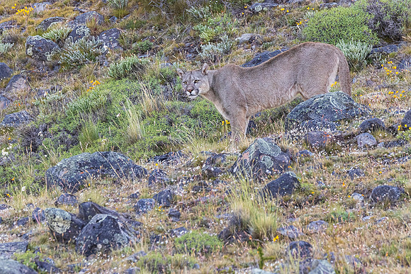 Puma in Torres del Paine National Park