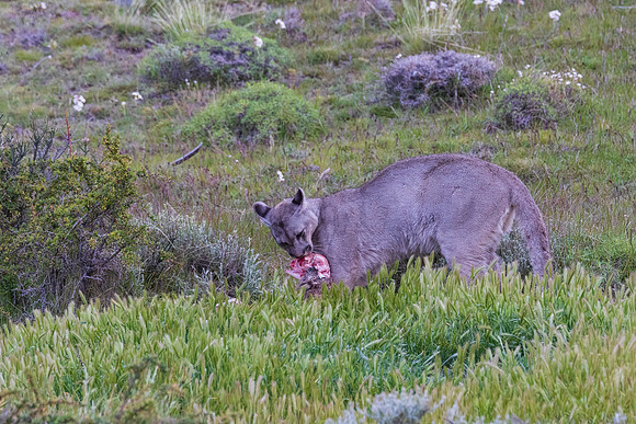 Female Puma Eating Her Kill