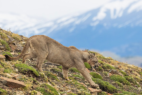 Puma Walking