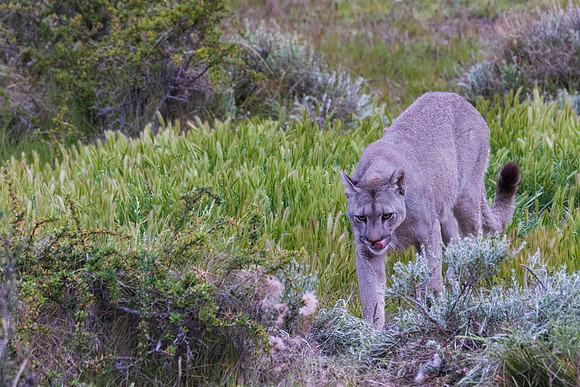 Female Puma