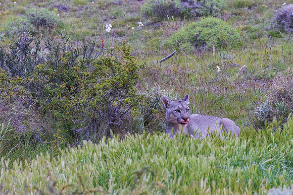 Female Puma