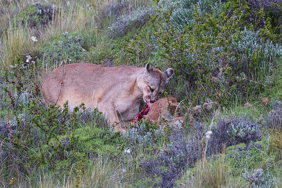 Puma Called Repustre Eating Her Kill