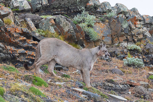 Puma Moving Out