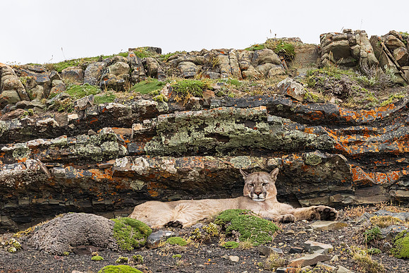 Puma Sheltering Under Colorful Rock Wall
