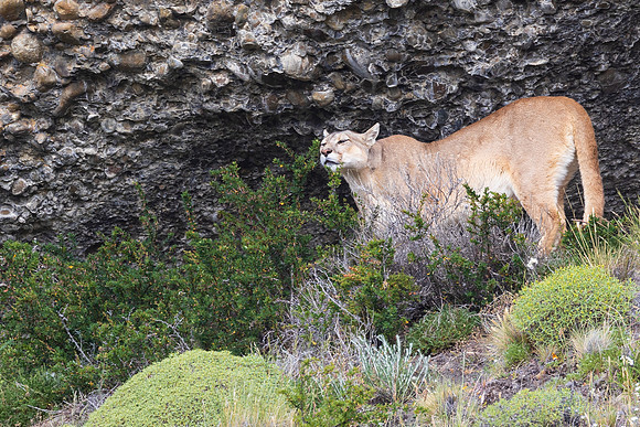 Puma Sheltering Under a Rock Wall