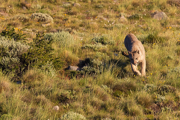 Puma Running
