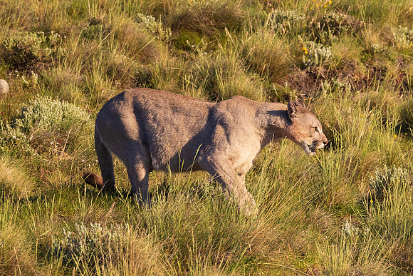 Puma