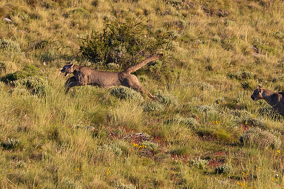Female Puma Running Form Her Brother