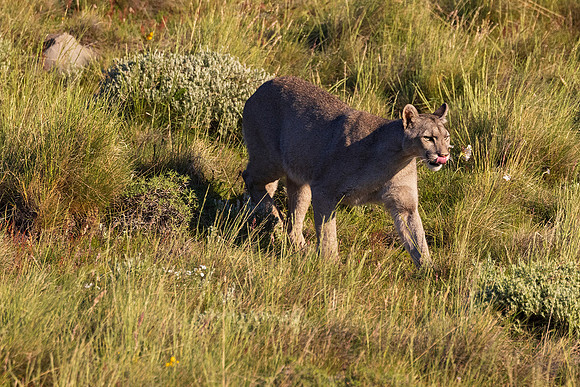 Puma