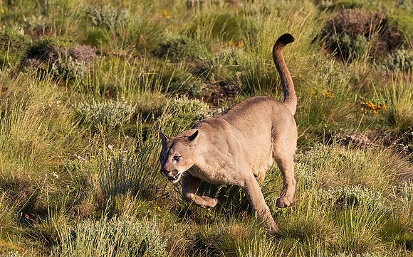 Puma Running