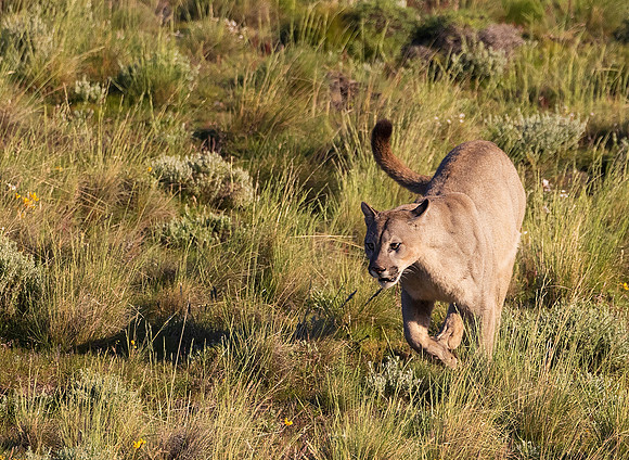 Puma Running