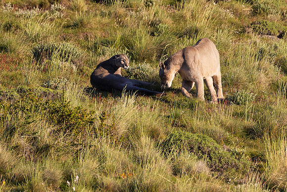 Pumas