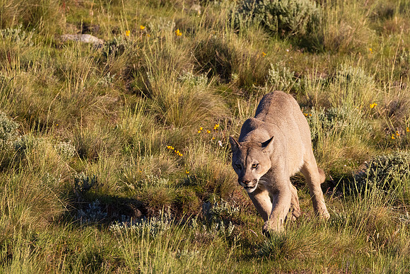Puma Running
