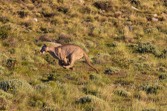 Puma Sprinting