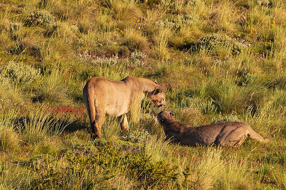 Pumas