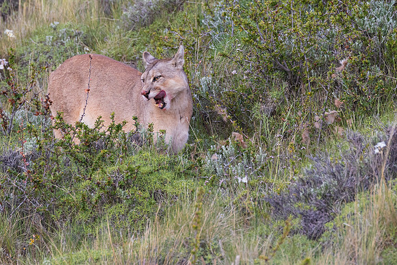 Puma
