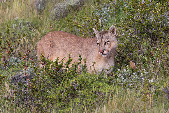 Puma