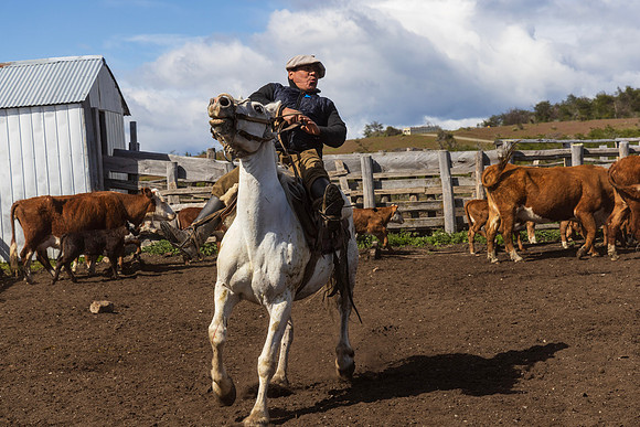Gaucho